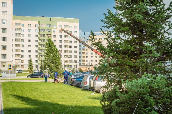 Крупномерные пихты в ЖК «Кольцово»